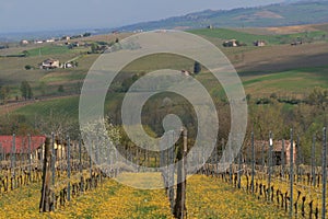 Vineyard on farmland (Vitigno in campagna)