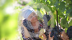 Vineyard female staff cutting clusters of wine