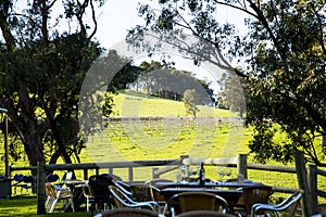 Vineyard in Ferguson Valley photo