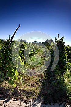 Vineyard field