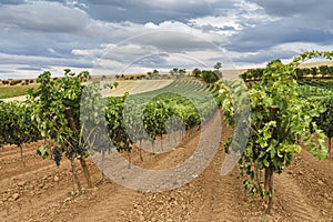 Vineyard field with blue sky and white clouds in the region of Ribera del Duero. photo