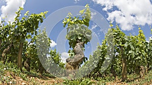 Vineyard, field in Bourgogne, Burgundy.