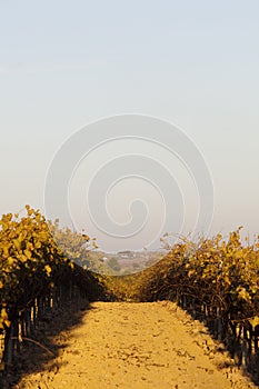 Vineyard field in Catalonia, Spain