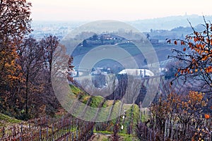 Vineyard field in Conegliano