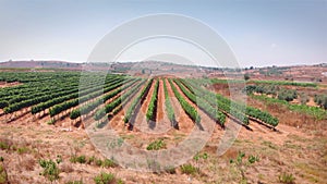 Vineyard field in the desert Aerial view