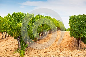 Vineyard Field Landscape