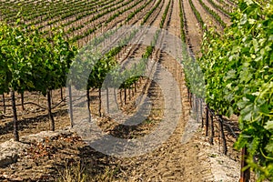 Vineyard Field