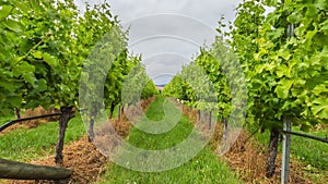 Vineyard field moving