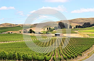 Vineyard field in napa valley