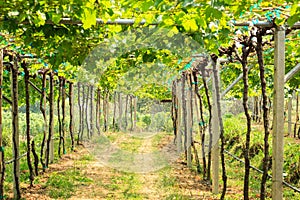 Vineyard field in Thailand