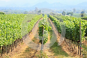 Vineyard field in Thailand