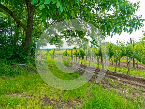 Vineyard field under a tree