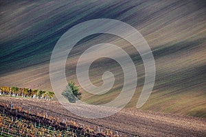 Vineyard and fields in autumn, South Moravia.Czech Republic.