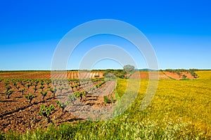 vineyard fields in Extremadura of Spain