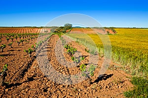 vineyard fields in Extremadura of Spain