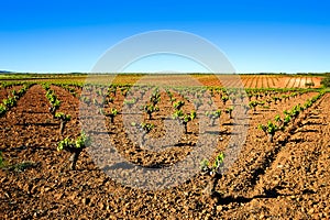 vineyard fields in Extremadura of Spain