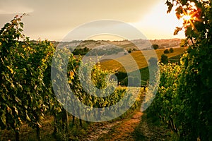 Vineyard fields in Marche, Italy