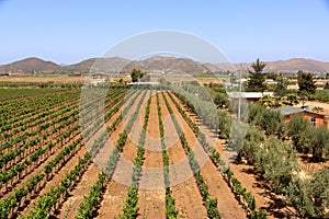 Vineyard fields in Mexico