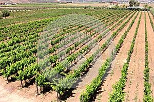 Vineyard fields in Mexico