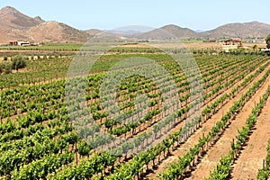 Vineyard fields in Mexico