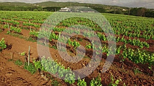 Vineyard Fields at Spring Aerial View