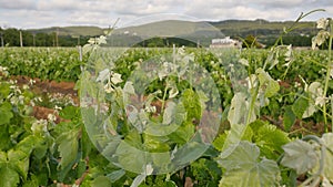 Vineyard Fields at Spring Farm Closeup