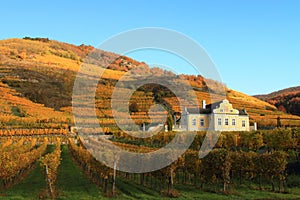 Vineyard in Flachau in Austria