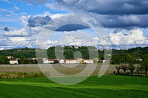 Vineyard at the foot of the Berici Hills in Altavilla Vicentina with towering clouds on the sky