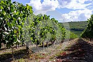 Vineyard in the foothills
