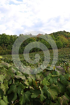 Vineyard, forest and sky with the sun in the clouds