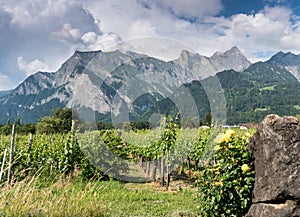 Vineyard framed by yellow roses with a view of mountains behind