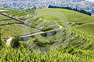 Vineyard in France