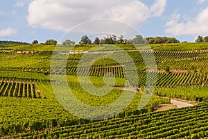 Vineyard in France