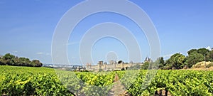 Vineyard France. Carcassonne.