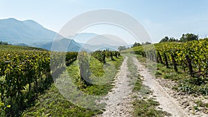 Vineyard in France (1) photo