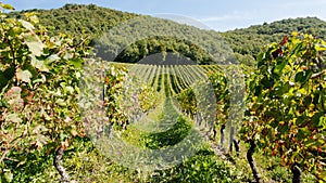Vineyard in France (2) photo