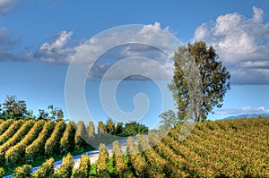 Vineyard In Franciacorta before sunset