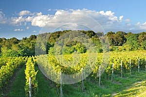 Vineyard In Franciacorta before sunset