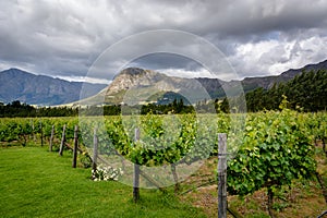 Vineyard in Franschhoek Winelands valley in South Africa