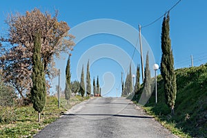 Vineyard In Frascati Region