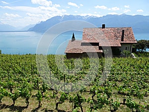 Vineyard in front of Geneva lake, Vaud