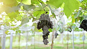 Vineyard garden with morning light