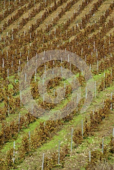 Vineyard on gentle slope in Etna region, Sicily
