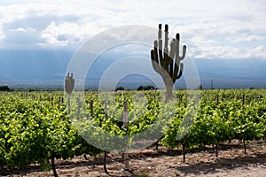 Vineyard with giant cactus, Cafayate, Argentina