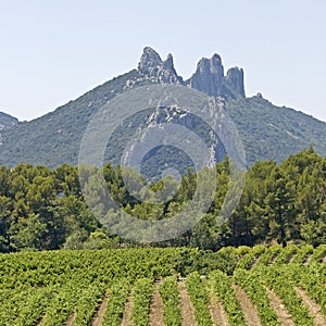 Vineyard in Gigondas. Provence.