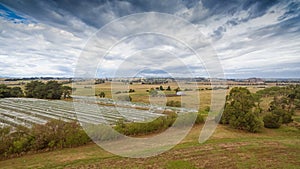 Vineyard in Gippsland