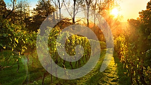 Vineyard in golden sunlight