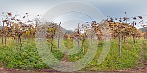 Vineyard with grape in autumn in the mountains Image with 3D spherical panorama with 360 degree viewing angle. Ready for virtual