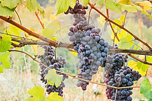 Vineyard grape cluster