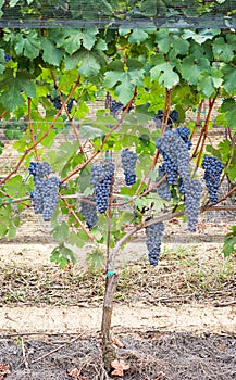 Vineyard grape cluster